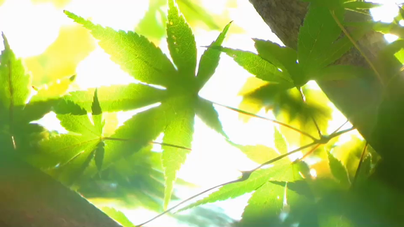 prmovie_202411022303321730556212-00001