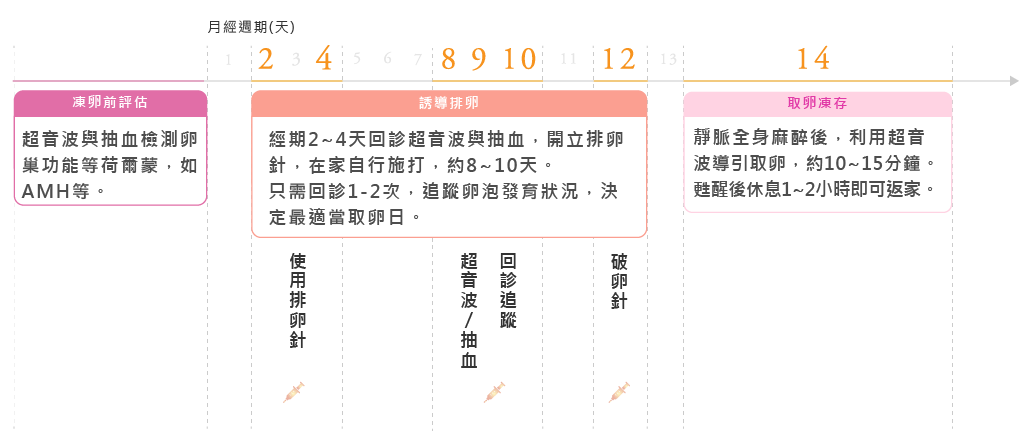 凍卵流程圖