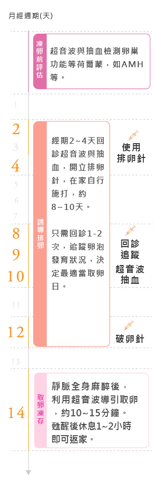 凍卵流程圖