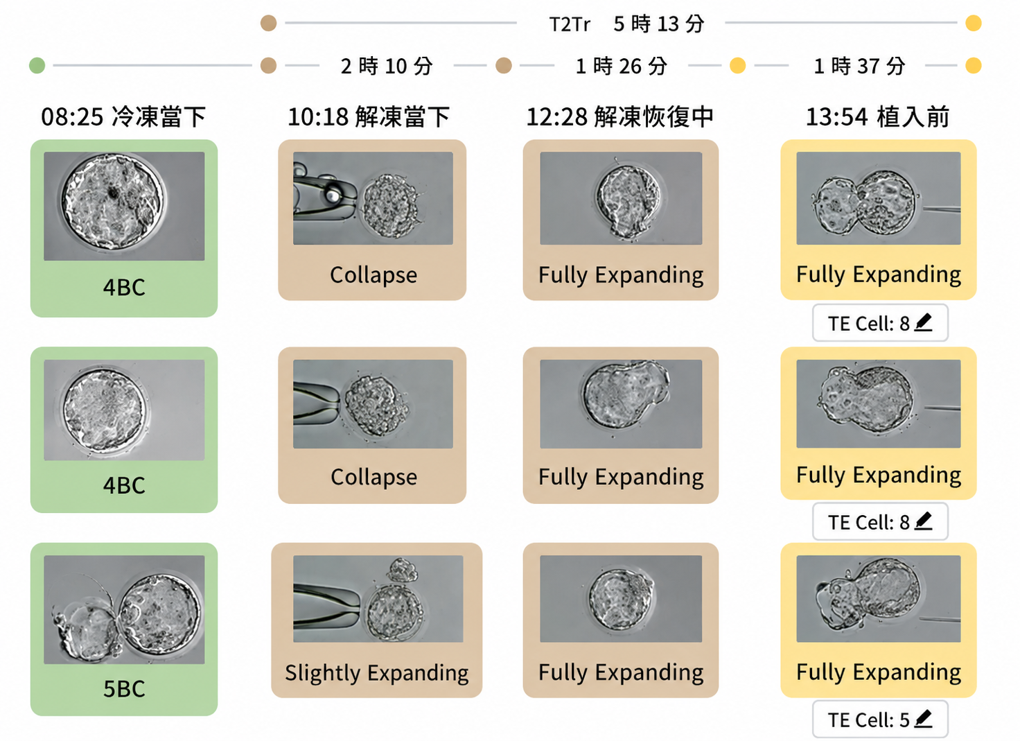 胚胎解凍狀態