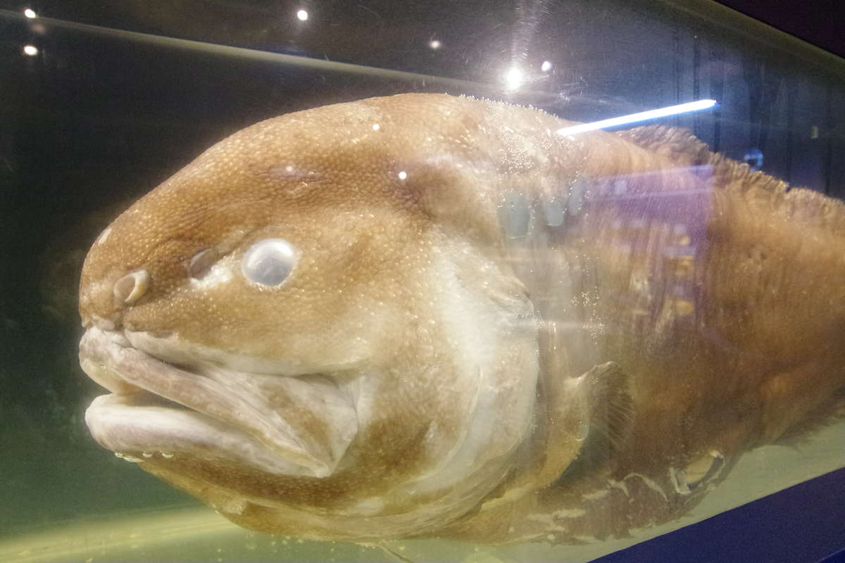 Laporan Pariwisata Orang Asing Shizuoka Terkejut Dengan Kepiting