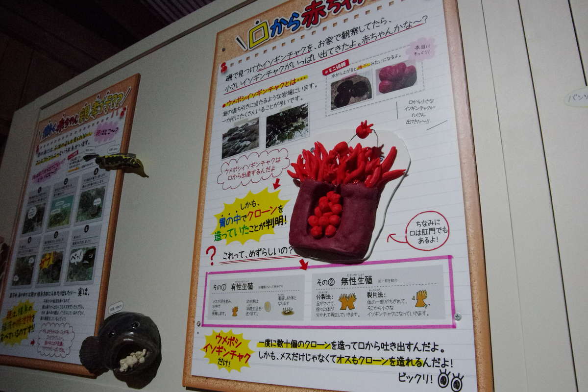 外国人の静岡観光レポート タカアシガニに驚き 沼津で深海の神秘に触れる まちぽ