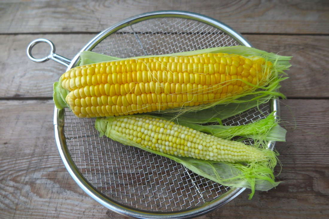 輝く粒に かぶりつけば 夏はすぐにやってくる 富士宮の特産品 農産物 トウモロコシ 富士宮やきそば フードバレー公式ガイド