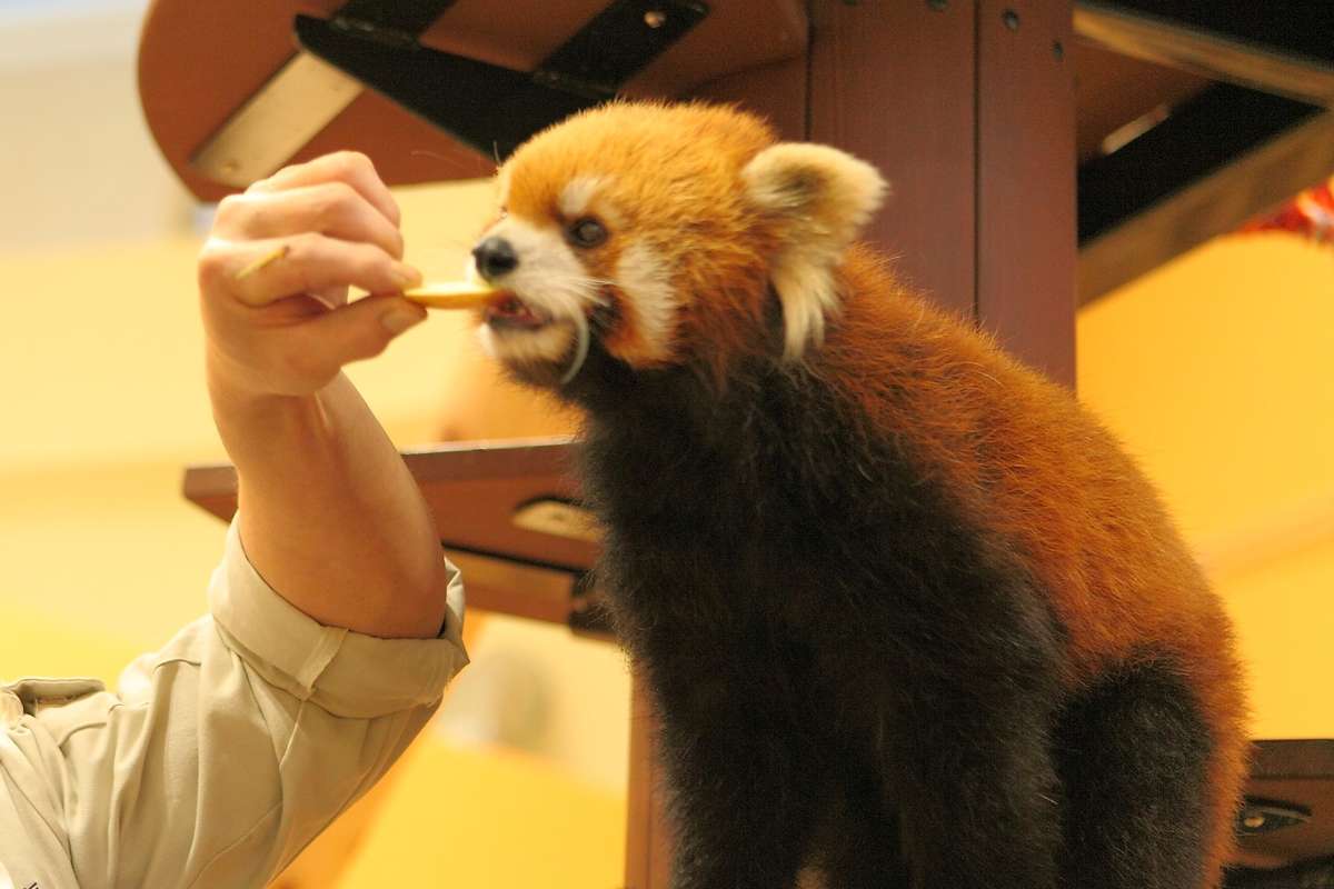 レッサーパンダの聖地 日本平動物園 大解剖 静岡市 Shizupass