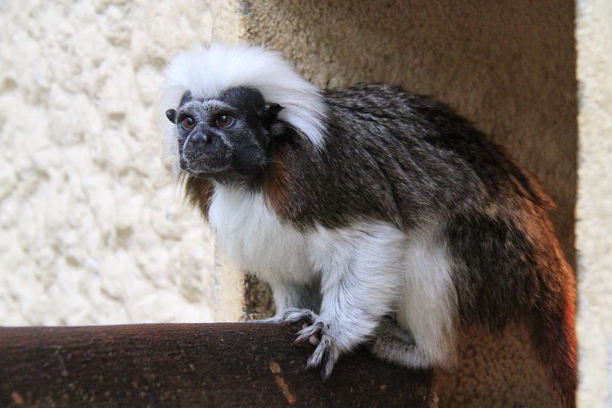 レッサーパンダの聖地 日本平動物園 大解剖 静岡市 Shizupass