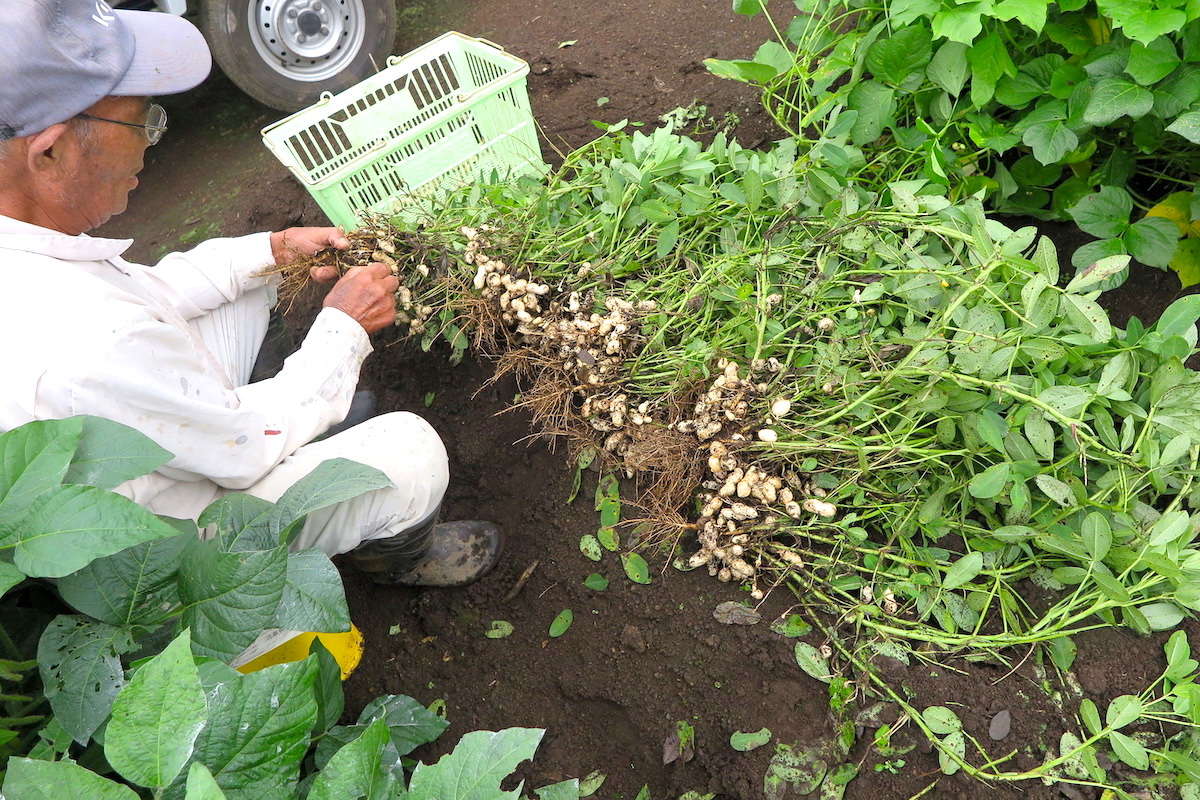 富士宮の特産品 農産物 生の落花生 茹で落花生の旨さに めざめたら 畑にも目を向けましょう 富士宮やきそば フードバレー公式ガイド