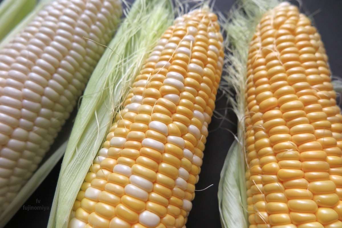 スイートコーン3種類 イロイロ比べてみました ゴールド シルバー バイカラー 富士宮の特産品 農産物 トウモロコシ 富士宮やきそば フードバレー公式ガイド スイートコーン3種類 イロイロ比べてみました ゴールド シルバー バイカラー 富士宮の特産品 農産物 トウモロコシ 富士宮やきそば フードバレー公式ガイド