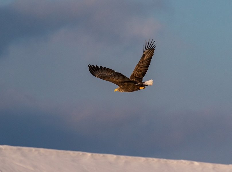 N Photo Wildlife 5