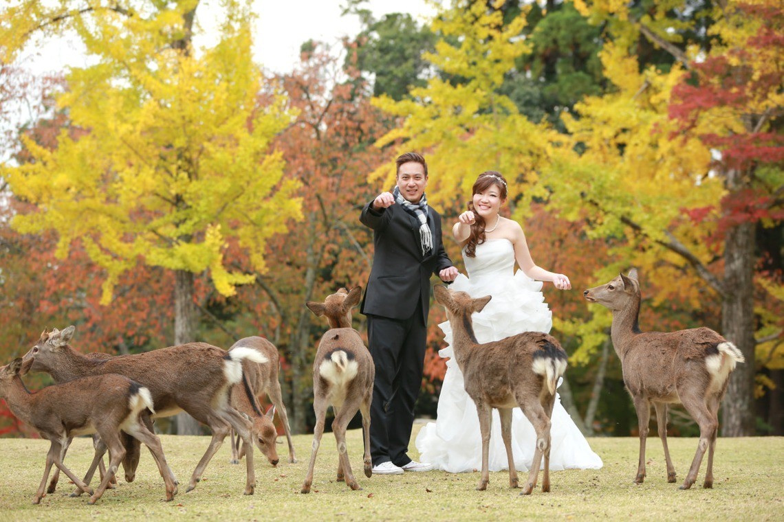 The deer will bow for a yummy treat! — Photo by Hayashi Photo Works
