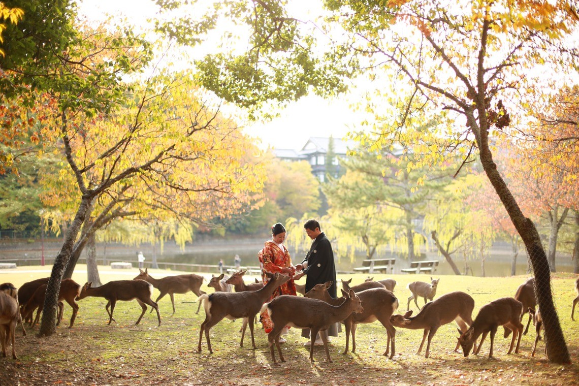 There are many deer in Nara Park — Photo by Hayashi Photo Works