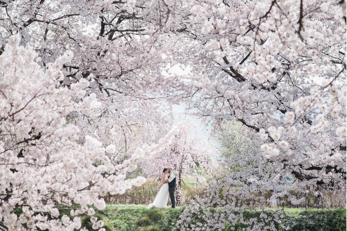 Kyoto is known for its' beautiful cherry blossoms — Photo by Kai