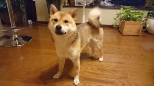 【飼い主は見た!犬猫生態図鑑】柴犬の性格について知ろう | Fanimal(ファニマル) 犬猫生態図鑑 柴犬3 | Fanimal(ファニマル)