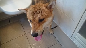 【飼い主は見た!犬猫生態図鑑】柴犬の性格について知ろう | Fanimal(ファニマル) 犬猫生態図鑑 柴犬6 | Fanimal(ファニマル)