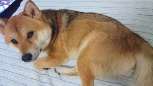 【飼い主は見た!犬猫生態図鑑】柴犬の性格について知ろう | Fanimal(ファニマル) 犬猫生態図鑑 柴犬8 | Fanimal(ファニマル)