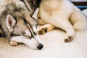 【飼い主は見た!犬猫生態図鑑】実録!本には載ってないシベリアン・ハスキーの生態】| Fanimal(ファニマル)
