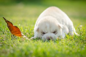 【飼い主は見た!犬猫生態図鑑】実録!本には載ってないシベリアン・ハスキーの生態】| Fanimal(ファニマル)