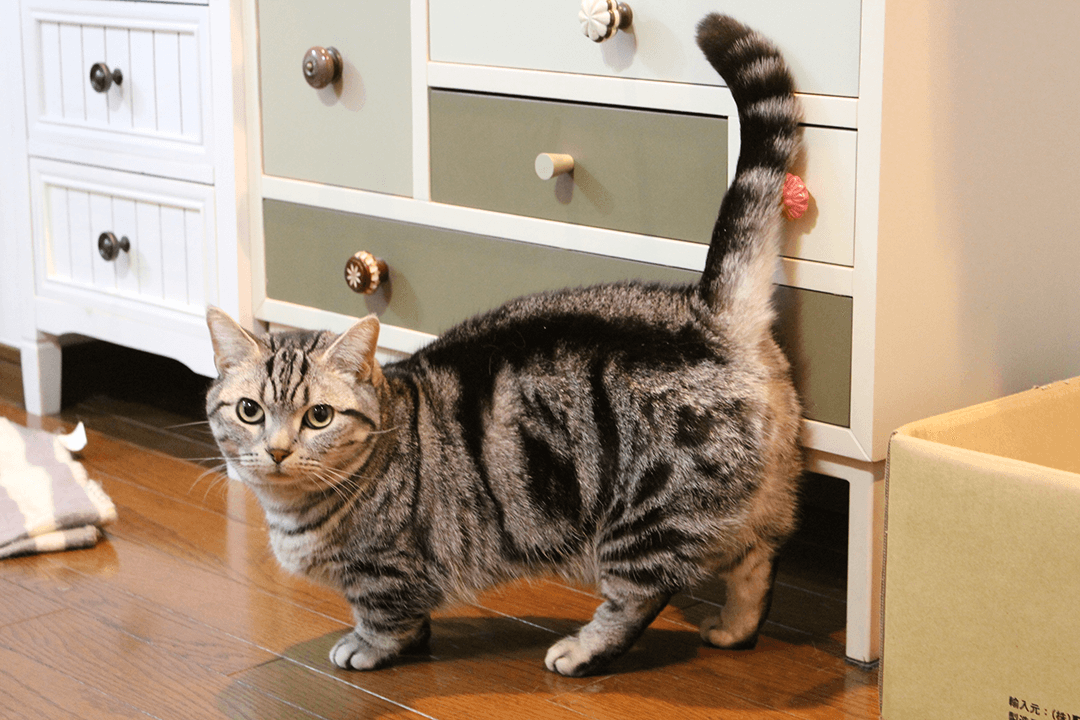 【飼い主は見た!犬猫生態図鑑】実録!本に載ってないマンチカンの生態 | Fanimal(ファニマル) 短足マンチカン | Fanimal(ファニマル)