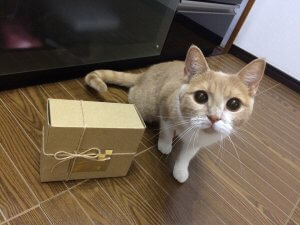 【飼い主は見た!犬猫生態図鑑】スコティッシュ フォールドの性格について知ろう | Fanimal(ファニマル) スコティッシュフォールド0 | Fanimal(ファニマル)