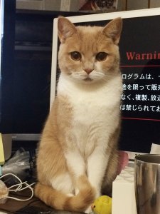 【飼い主は見た!犬猫生態図鑑】実録!本に載ってないスコティッシュフォールドの生態 | Fanimal(ファニマル) スコティッシュフォールド9 | Fanimal(ファニマル)