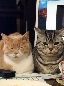 【飼い主は見た!犬猫生態図鑑】実録!本に載ってないスコティッシュフォールドの生態 | Fanimal(ファニマル) スコティッシュフォールド8 | Fanimal(ファニマル)