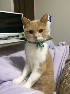 【飼い主は見た!犬猫生態図鑑】実録!本に載ってないスコティッシュフォールドの生態 | Fanimal(ファニマル) スコティッシュフォールド4 | Fanimal(ファニマル)