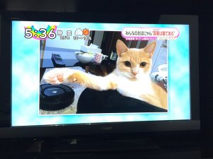 【飼い主は見た!犬猫生態図鑑】実録!本に載ってないスコティッシュフォールドの生態 | Fanimal(ファニマル) スコティッシュフォールド5 | Fanimal(ファニマル)