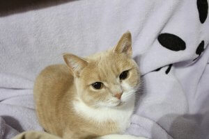 【飼い主は見た!犬猫生態図鑑】実録!本に載ってないスコティッシュフォールドの生態 | Fanimal(ファニマル) スコティッシュフォールド7 | Fanimal(ファニマル)