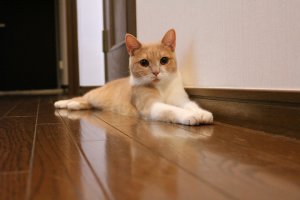 【飼い主は見た!犬猫生態図鑑】スコティッシュ フォールドの性格について知ろう | Fanimal(ファニマル) スコティッシュフォールド1 | Fanimal(ファニマル)