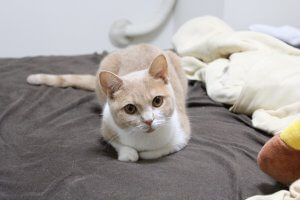 【飼い主は見た!犬猫生態図鑑】スコティッシュ フォールドの性格について知ろう | Fanimal(ファニマル) スコティッシュフォールド3 | Fanimal(ファニマル)