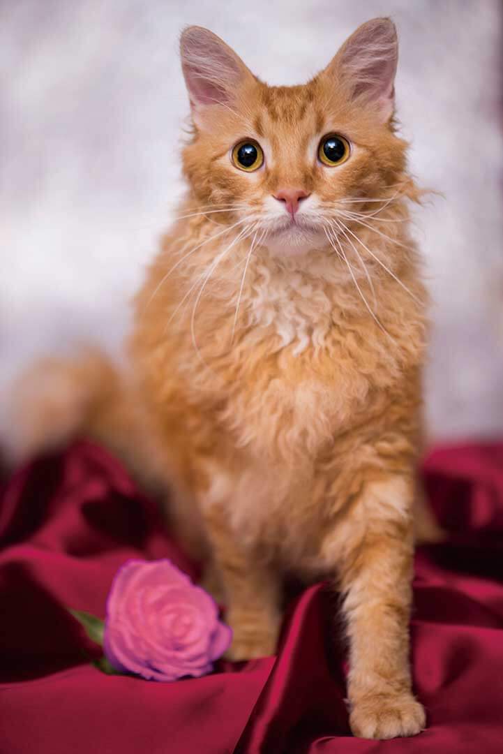 写真家たちの新しい物語 | 五十川満 写真展 | 「世界一美しい猫たち」 | Fanimal(ファニマル) 五十川-満 チュロス