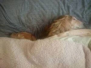 【飼い主は見た!犬猫生態図鑑】 実録!本に載ってないサルーキの生態 後編 | Fanimal(ファニマル) 飼い主は見た!犬猫生態図鑑 サルーキ後編5 | Fanimal(ファニマル)