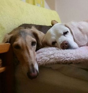 【飼い主は見た!犬猫生態図鑑】 実録!本に載ってないサルーキの生態 後編 | Fanimal(ファニマル) 飼い主は見た!犬猫生態図鑑 サルーキ後編2 | Fanimal(ファニマル)