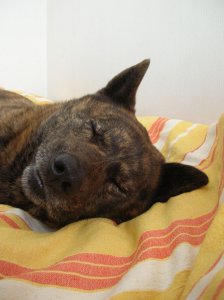 甲斐犬の性格 特徴 飼い方について知ろう 飼い主は見た 犬猫生態図鑑 ファニマル Fanimal