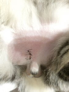 【ニャンだこれ?事典】猫のさかり(発情期)と避妊手術 | Fanimal(ファニマル) 猫のさかり(発情期)と避妊手術4 | Fanimal(ファニマル)