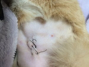 【ニャンだこれ?事典】猫のさかり(発情期)と避妊手術 | Fanimal(ファニマル) 猫のさかり(発情期)と避妊手術5 | Fanimal(ファニマル)