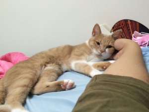 【ニャンだこれ?事典】猫の鳴き声 | Fanimal(ファニマル) 猫の鳴き声2