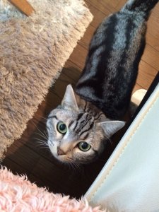 【ニャンだこれ?事典】猫の鳴き声 | Fanimal(ファニマル) 猫の鳴き声3