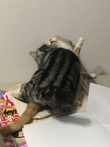 【ニャンだこれ?事典】猫の鳴き声 | Fanimal(ファニマル) 発情期の猫