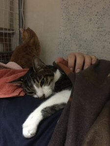 【ニャンだこれ?事典】猫と腎不全1-腎不全の原因と症状 | Fanimal(ファニマル) 腎不全の原因と症状 | Fanimal(ファニマル)