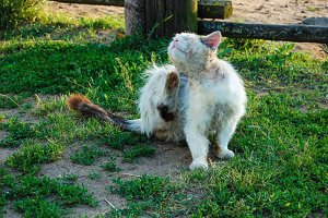 【ニャンだこれ?事典】注意しないといけない猫の皮膚病は? | Fanimal(ファニマル) 猫の皮膚病1 | Fanimal(ファニマル)