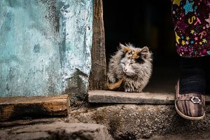 【ニャンだこれ?事典】注意しないといけない猫の皮膚病は? | Fanimal(ファニマル) 猫の皮膚病2 | Fanimal(ファニマル)