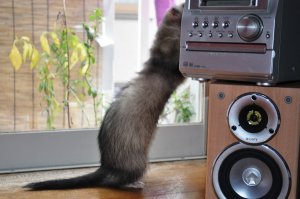 【飼い主は見た!犬猫生態図鑑 特別編】フェレットの性格について知ろう | Fanimal(ファニマル) フェレット5 | Fanimal(ファニマル)