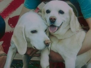白いビーグル犬・ハニーのアトピー奮闘記 | Fanimal(ファニマル) ハニーのアトピー奮闘記 晩年のハニーとパール | Fanimal(ファニマル)
