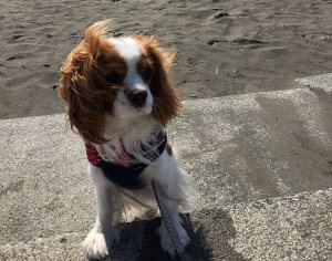 【飼い主は見た!犬猫生態図鑑】キャバリアの性格について知ろう | Fanimal(ファニマル) 犬猫生態図鑑 キャバリア1 | Fanimal(ファニマル)