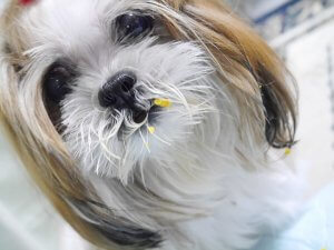 愛犬を襲った「免疫介在性溶血性貧血」体に現れた異変とは…… | Fanimal(ファニマル) 免疫介在性溶血性貧血 momo1 | Fanimal(ファニマル)