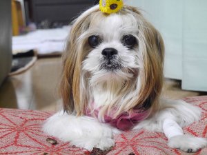 愛犬を襲った「免疫介在性溶血性貧血」体に現れた異変とは…… | Fanimal(ファニマル) 免疫介在性溶血性貧血 momo2 | Fanimal(ファニマル)