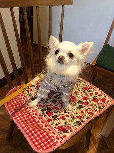 【ワンだろう!事典】無麻酔歯石取り~犬の歯のお手入れしてますか? | Fanimal(ファニマル)