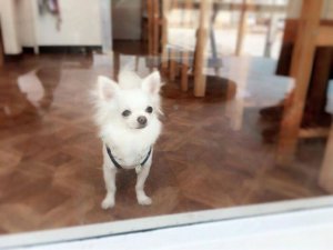 【ワンだろう!事典】無麻酔歯石取り~犬の歯のお手入れしてますか? | Fanimal(ファニマル)