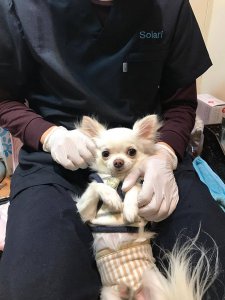 【ワンだろう!事典】無麻酔歯石取り~犬の歯のお手入れしてますか? | Fanimal(ファニマル)
