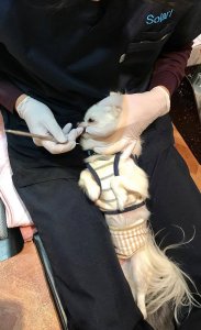 【ワンだろう!事典】無麻酔歯石取り~犬の歯のお手入れしてますか? | Fanimal(ファニマル)